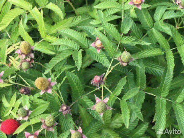 Тибетская малина, желтая, черная малина