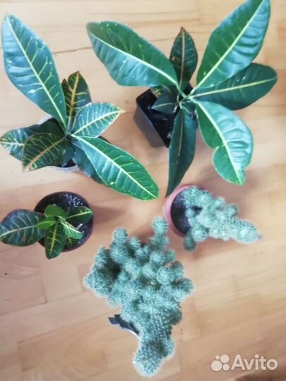 Кодиеум кротон, кактус цветущий