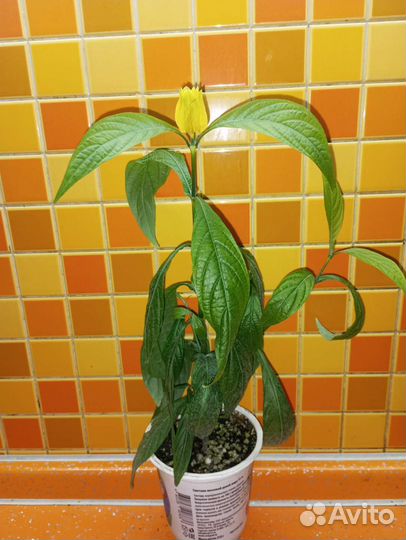 Комнатные растения 2