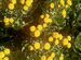 Саженцы хризантемы шарики