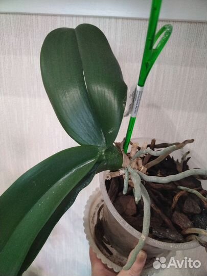 Орхидея фаленопсис