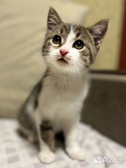 Котенок бесплатно