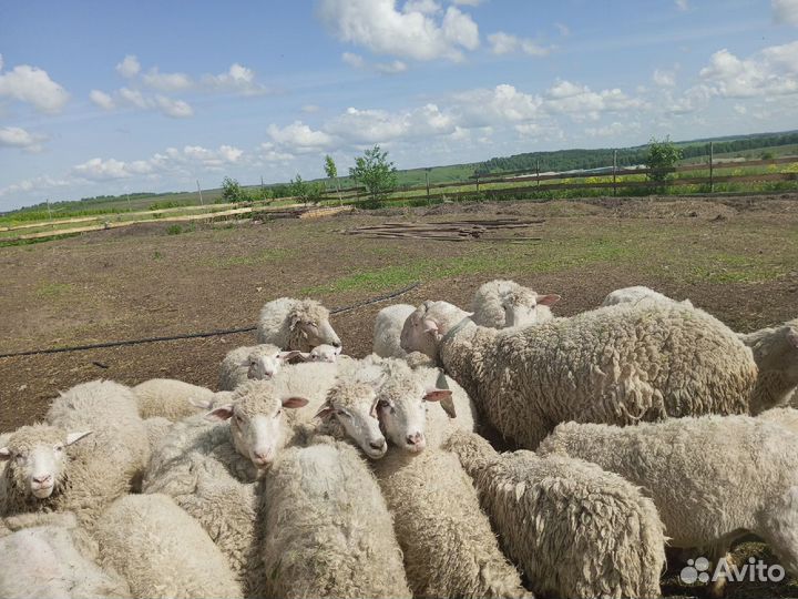 Куйбышевские ярки, овцы