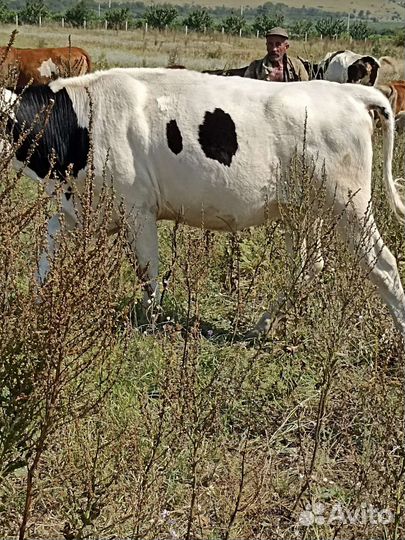 Телки стельные