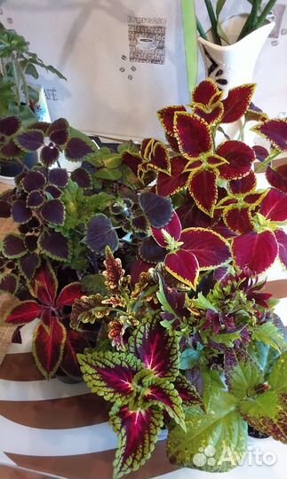 Колеусы вегетативные