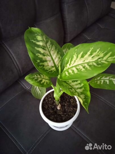 Диффенбахия