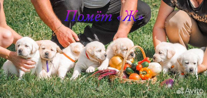 Щенки лабрадора палевые