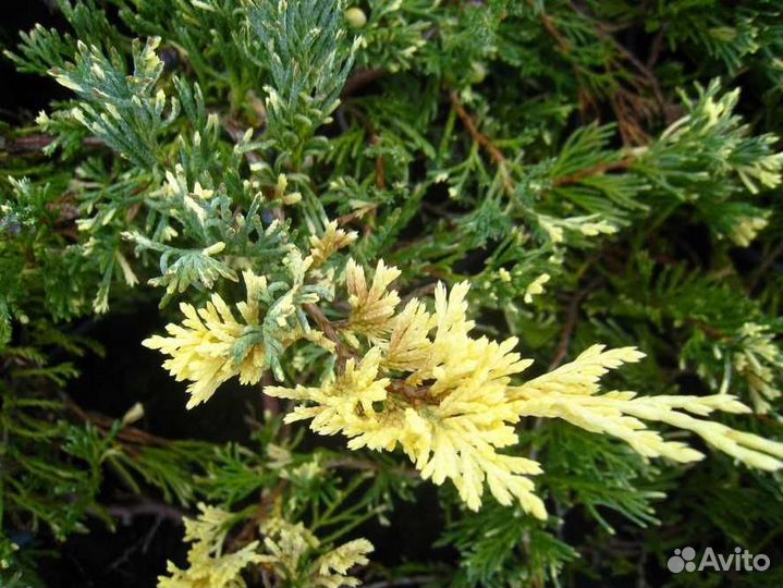 Можжевельник(Juniperus Sabina Variegata) )