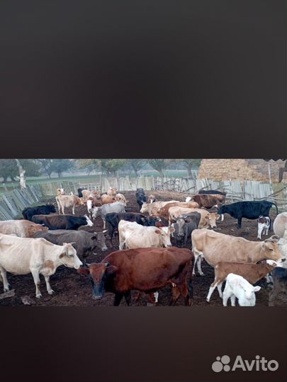 Коровы дойные и телята