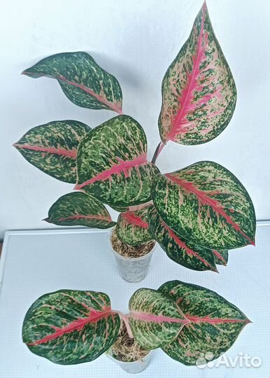 Aglaonema