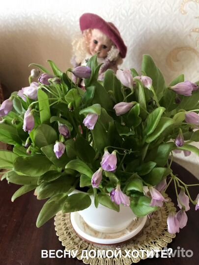 Фиалка Фиалки детки неприхотливые