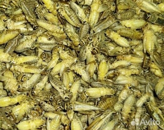 Сверчки кормовые, тараканы, жук знахарь