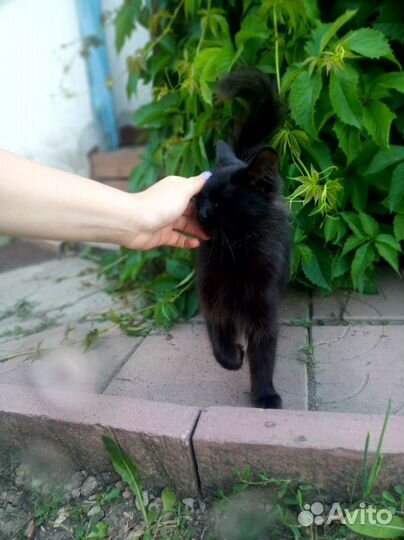 Найдена кошка