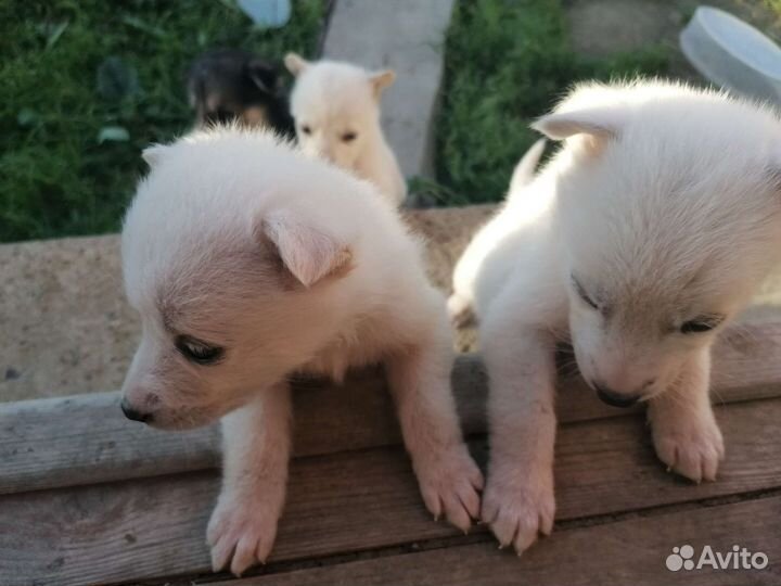 Отдам в добрые руки