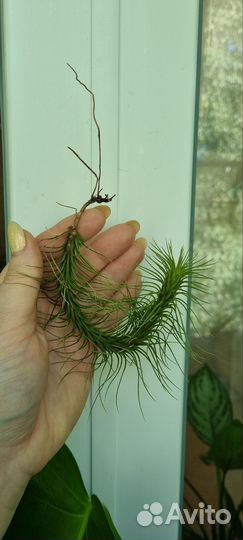 Тилландсия