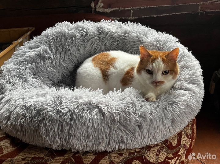 Стерилизованная рыжая кошка в добрые руки