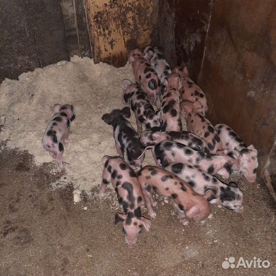 С/ животные