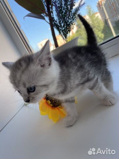Британские котята