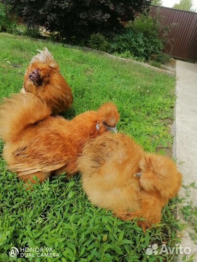 Куры шелковые, голландская белохохлая, лакеданзи