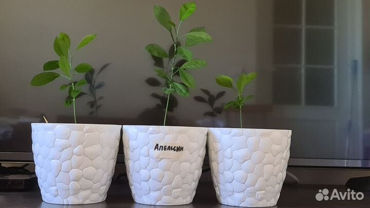 Лимон, апельсин, мандрин