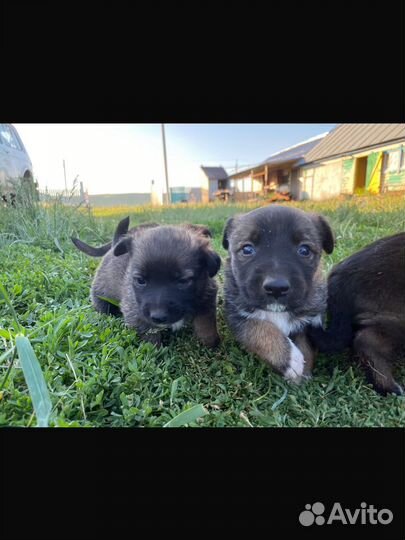 Щенки в добрые руки
