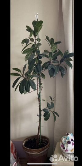 Фикус большой