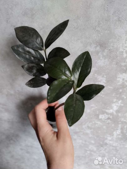 Комнатные растения