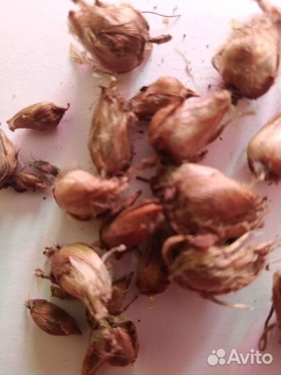 Кислица оксалис садовая