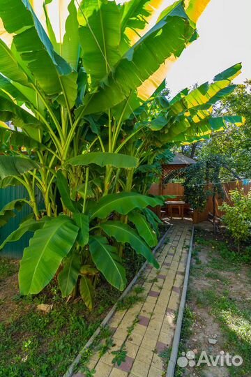 Отростки и взрослые банановые пальмы