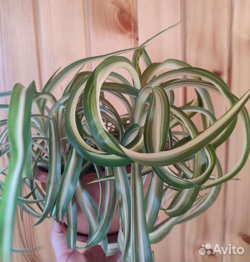 Хлорофитум