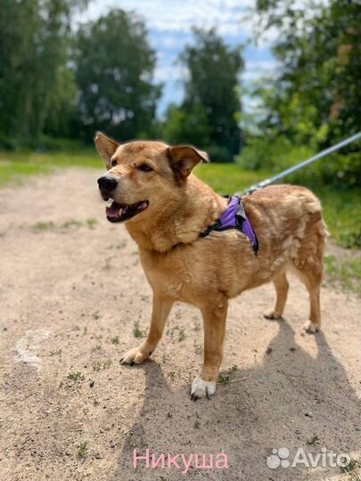 Собака в добрые руки отдам бесплатно