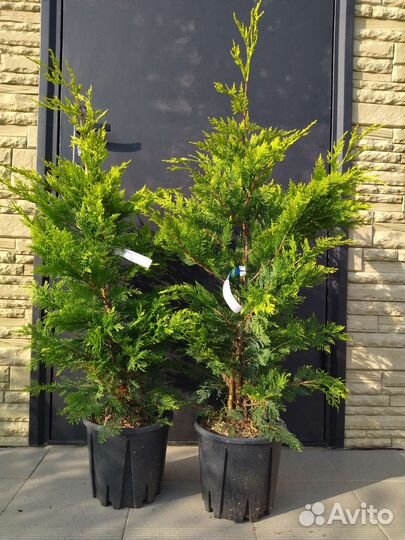 Купрессоципарис лейланда голдрайдер (краснодар)