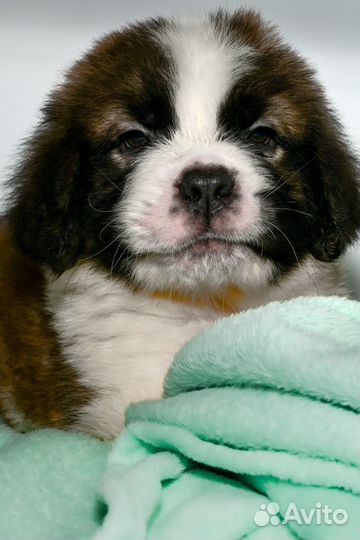 Щенки сенбернара