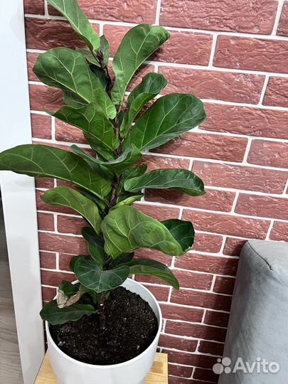 Фикус лирата