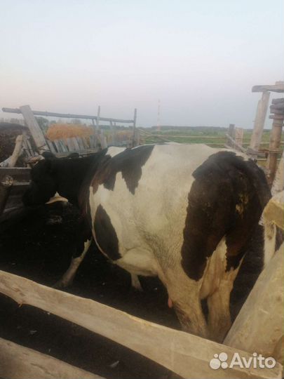 Корова дойная