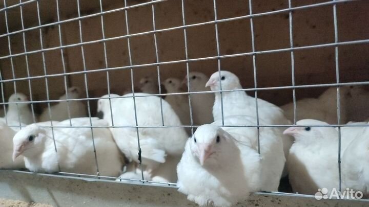 Перепелиное мясо