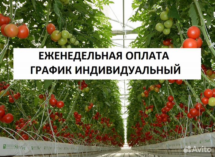 Рабочие на сбор овощей/подработка в дневные смены