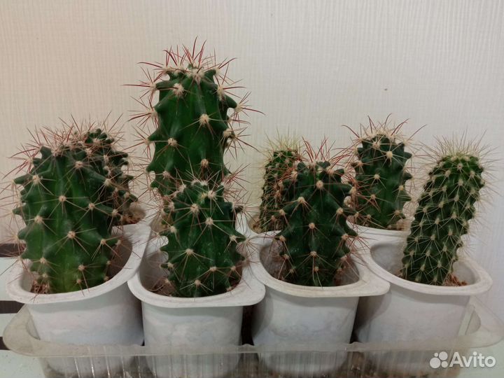 Кактус