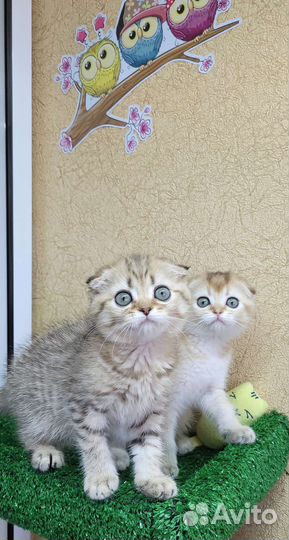 Шотландские шиншиллы из питомника