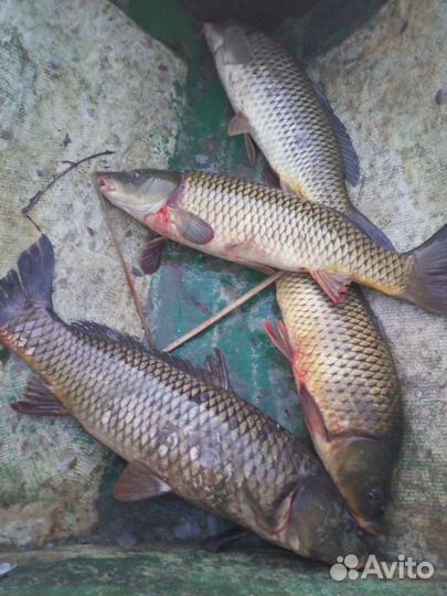 Рыбалка и отдых