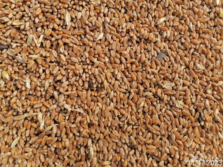 Зерно пшеница, ячмень