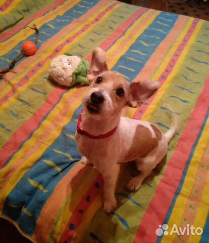 Джек Рассел терьер