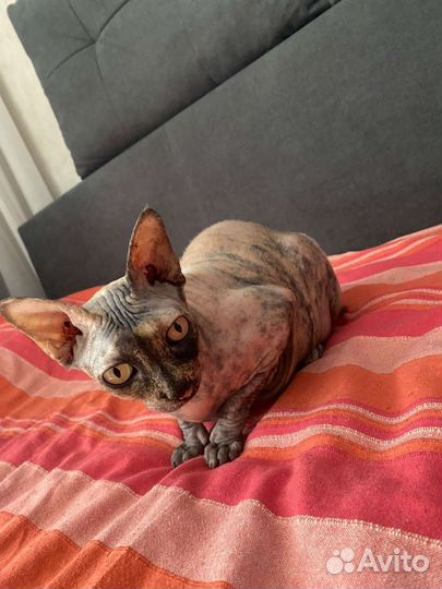 Кошечка в заботливые ручки