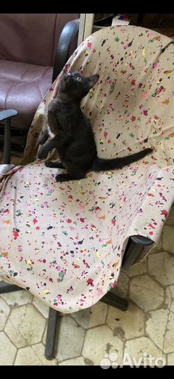 Котенок-девочка