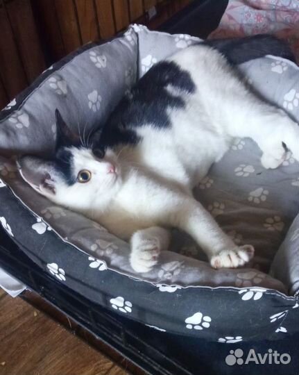 Молодая кошечка