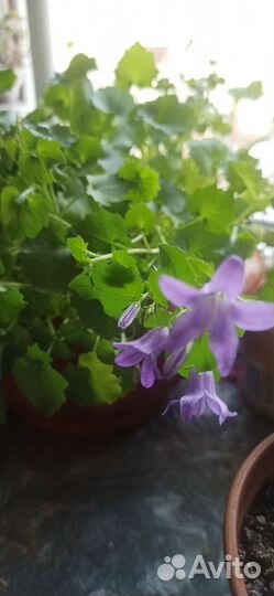 Кампанула Портеншлага