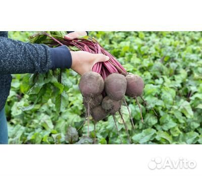 Профессинальные семена