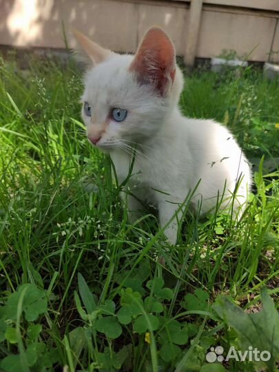 Котята в дар
