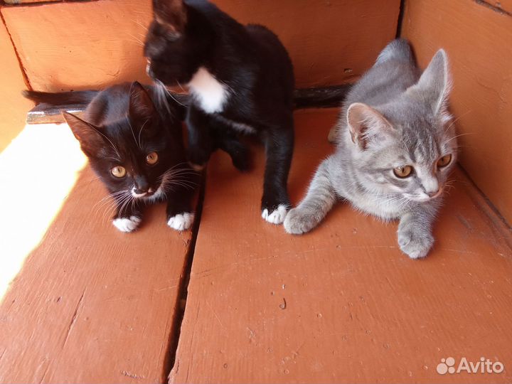 Котята Отдам бесплатно