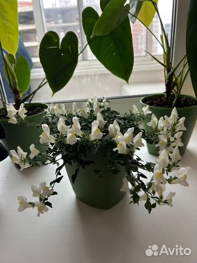 Вегетативный львиный зев